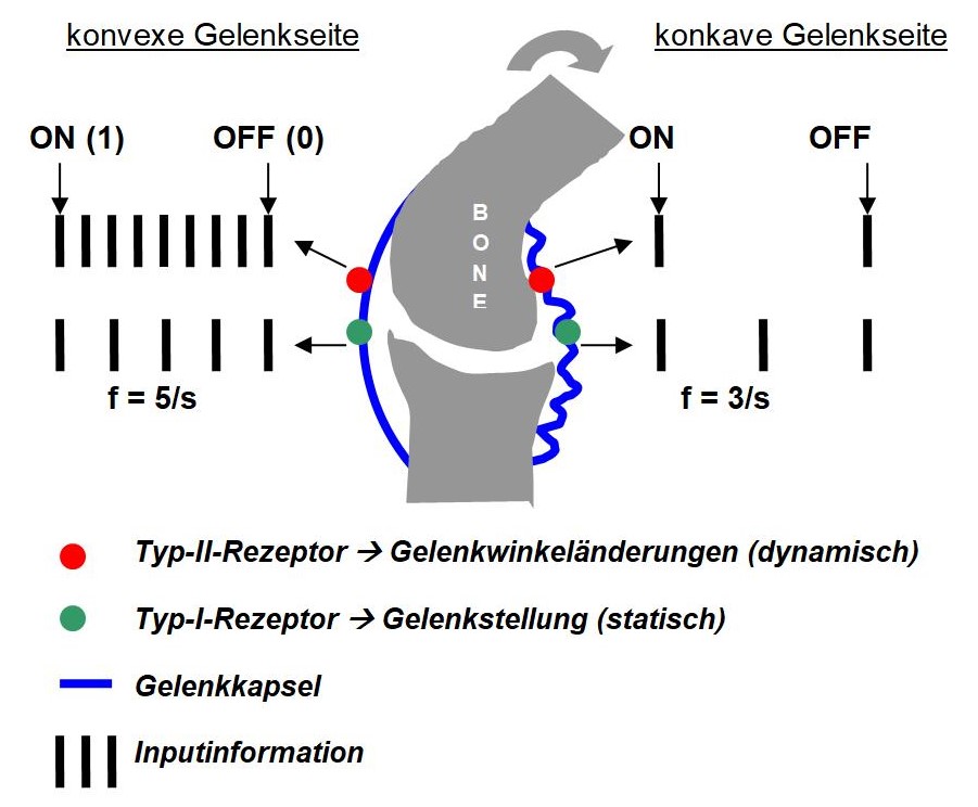 Grafik Biokybernetik