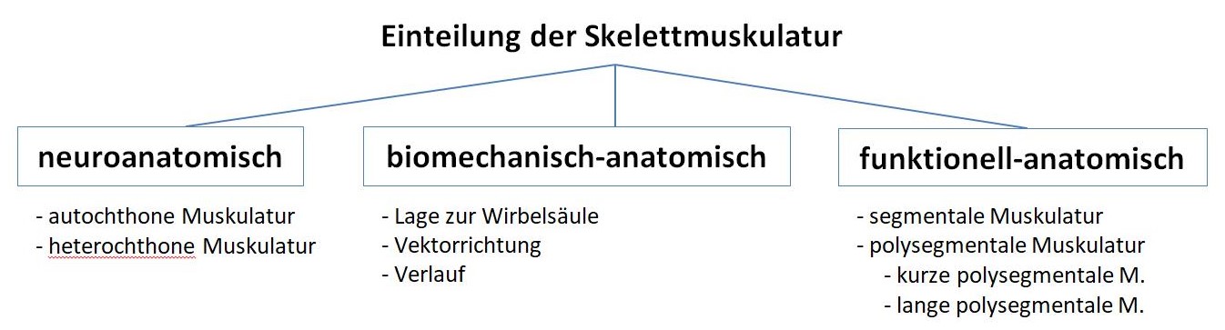 Übersicht Skelettmuskelschichten