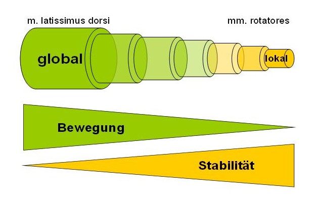 Globales vs. lokales Muskelsystem