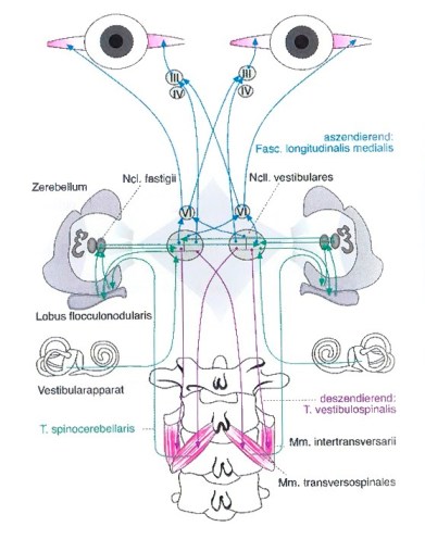 7.17 Kopplung Vertebro_Okulo